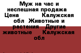 Муж на час и неспешная продажа › Цена ­ 1 000 - Калужская обл. Животные и растения » Другие животные   . Калужская обл.